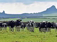 FUW warns of severe pressure on Welsh dairy farms as milk prices fall