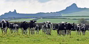 FUW warns of severe pressure on Welsh dairy farms as milk prices fall