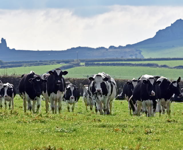 FUW warns of severe pressure on Welsh dairy farms as milk prices fall