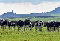 FUW warns of severe pressure on Welsh dairy farms as milk prices fall