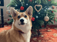 Picture This: ‘Beginning to look a lot like Christmas!’