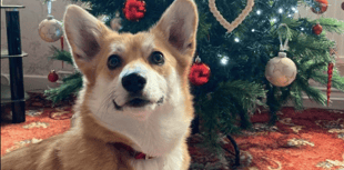 Picture This: ‘Beginning to look a lot like Christmas!’