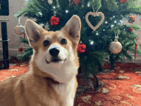 Picture This: ‘Beginning to look a lot like Christmas!’