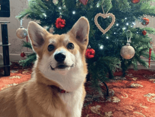 Picture This: ‘Beginning to look a lot like Christmas!’