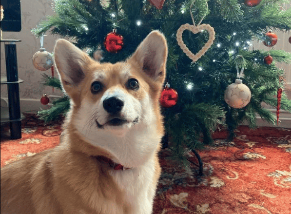 Picture This: ‘Beginning to look a lot like Christmas!’