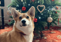 Picture This: ‘Beginning to look a lot like Christmas!’