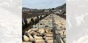 Report: Knighton Market sees strong store sheep sale