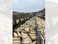 Report: Knighton Market sees strong store sheep sale