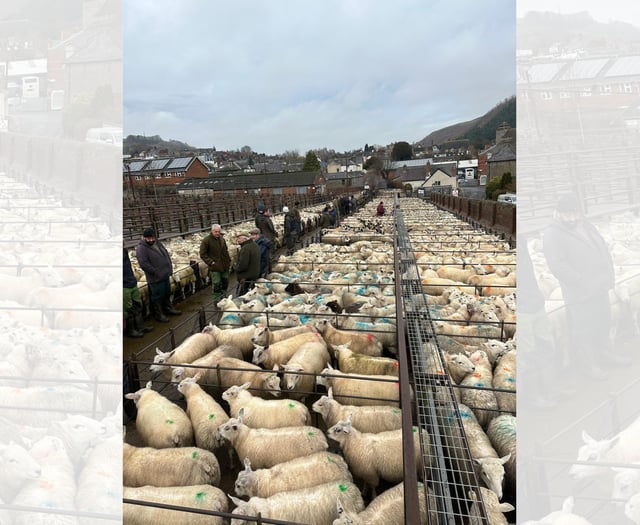 Report: Knighton Market sees strong store sheep sale