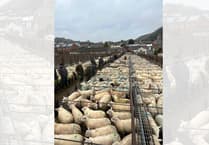 Report: Knighton Market sees strong store sheep sale