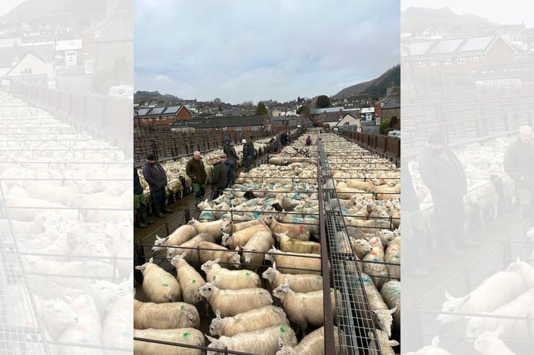 2,534 store sheep were sold at Knighton during the sale