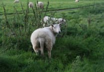 £40,000 boost to map ‘iceberg diseases’ in Welsh sheep