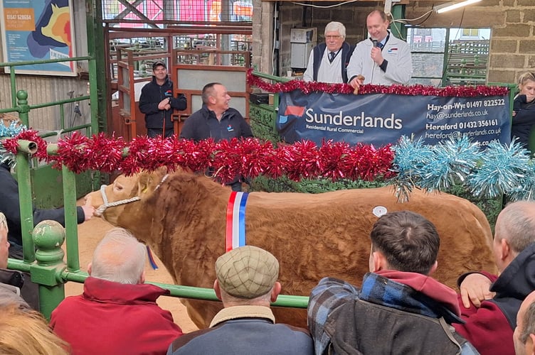 Bryan George assessing the prize-winning Champion beast ahead of the auction