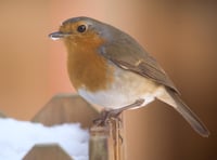 Big Farmland Bird Count returns next year