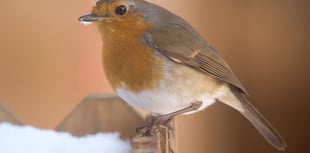 Big Farmland Bird Count returns next year