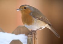 Big Farmland Bird Count returns next year