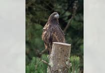 Tagged eagle disappears in Powys in ‘suspicious’ circumstances