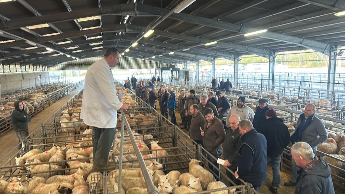 Market report: Strong trade for lambs at Brecon