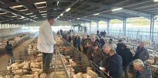 Market report: Strong trade for lambs at Brecon