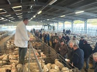 Market report: Strong trade for lambs at Brecon