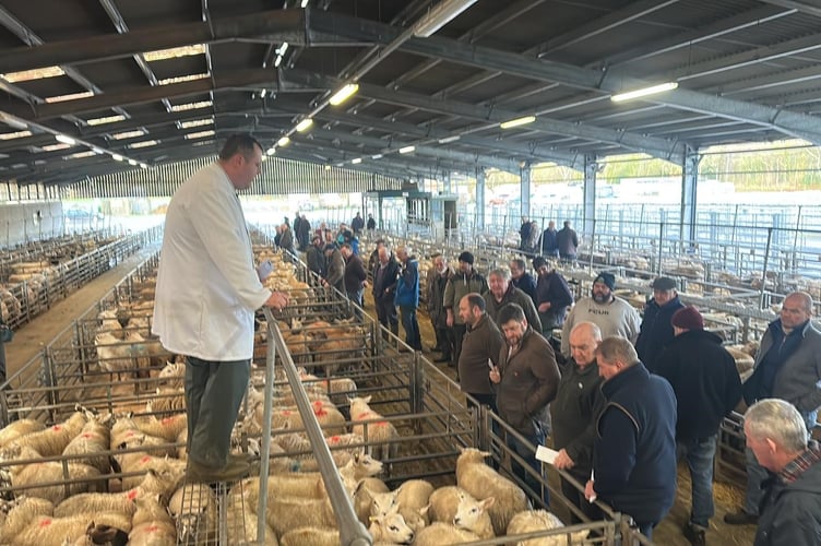 Trade at Brecon Livestock Market on December 16