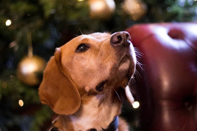 Avoid a dash to the vet: Dogs Trust’s festive safety guide for pets