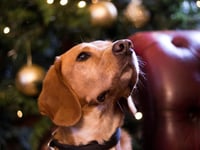 Avoid a dash to the vet: Dogs Trust’s festive safety guide for pets