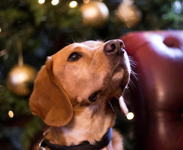 Avoid a dash to the vet: Dogs Trust’s festive safety guide for pets