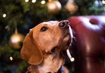 Avoid a dash to the vet: Dogs Trust’s festive safety guide for pets