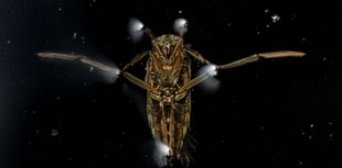 10-year-old Jamie Smart shines in RSPCA Young Photographer Awards