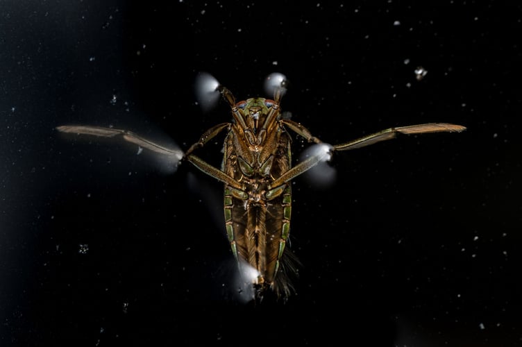 1. Winner Small World - Space bug - Jamie Smart