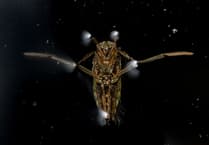 10-year-old Jamie Smart shines in RSPCA Young Photographer Awards