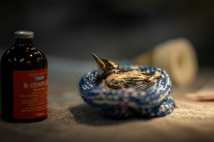 Runner up - A better world for animals - Crochet comfort