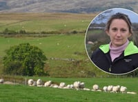 FUW hails ‘long-overdue’ law to tackle dog attacks on livestock