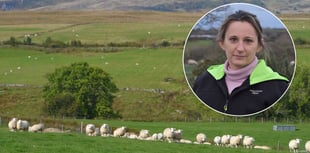 FUW hails ‘long-overdue’ law to tackle dog attacks on livestock