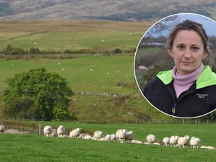 FUW hails ‘long-overdue’ law to tackle dog attacks on livestock