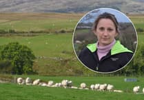 FUW hails ‘long-overdue’ law to tackle dog attacks on livestock