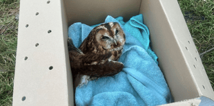 RSPCA Cymru looks back at 2025