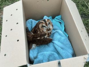 RSPCA Cymru looks back at 2025