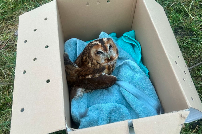 RSPCA Cymru looks back at 2025