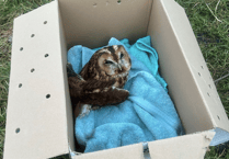 RSPCA Cymru looks back at 2025