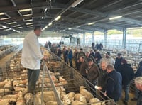 Bumper pre-Christmas lamb trade at Brecon