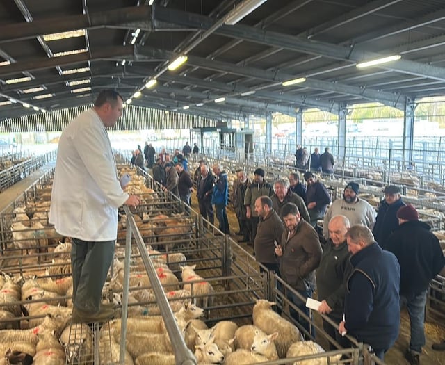 Bumper pre-Christmas lamb trade at Brecon