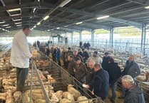 Bumper pre-Christmas lamb trade at Brecon