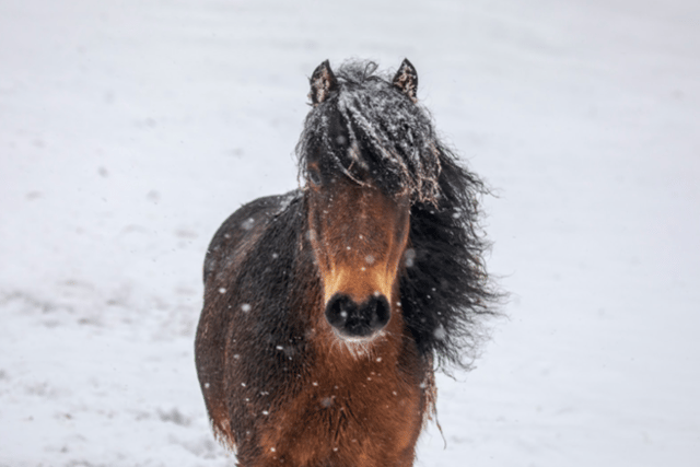 RSPCA shares advice to keep animals safe during cold snap
