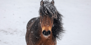 RSPCA shares advice to keep animals safe during cold snap