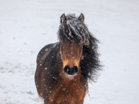 RSPCA shares advice to keep animals safe during cold snap