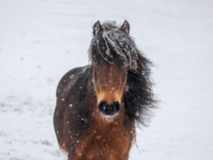 RSPCA shares advice to keep animals safe during cold snap