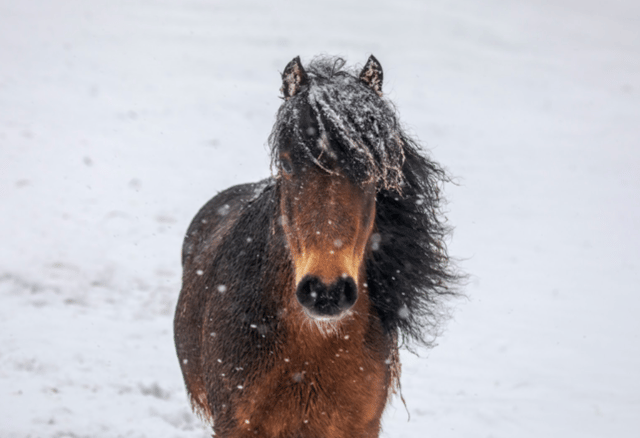 RSPCA shares advice to keep animals safe during cold snap
