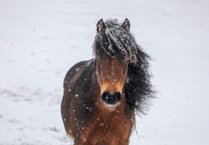 RSPCA shares advice to keep animals safe during cold snap